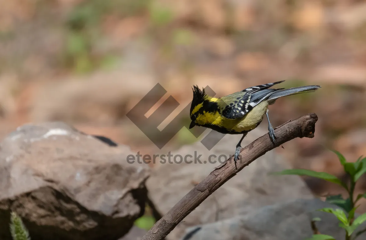 Picture of Close up of yellow warbler bird on branch.