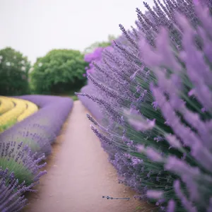 Lavender Blossom: Woody Plant with Purple Flowers