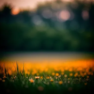 Vibrant Rural Sunrise Over Green Meadow