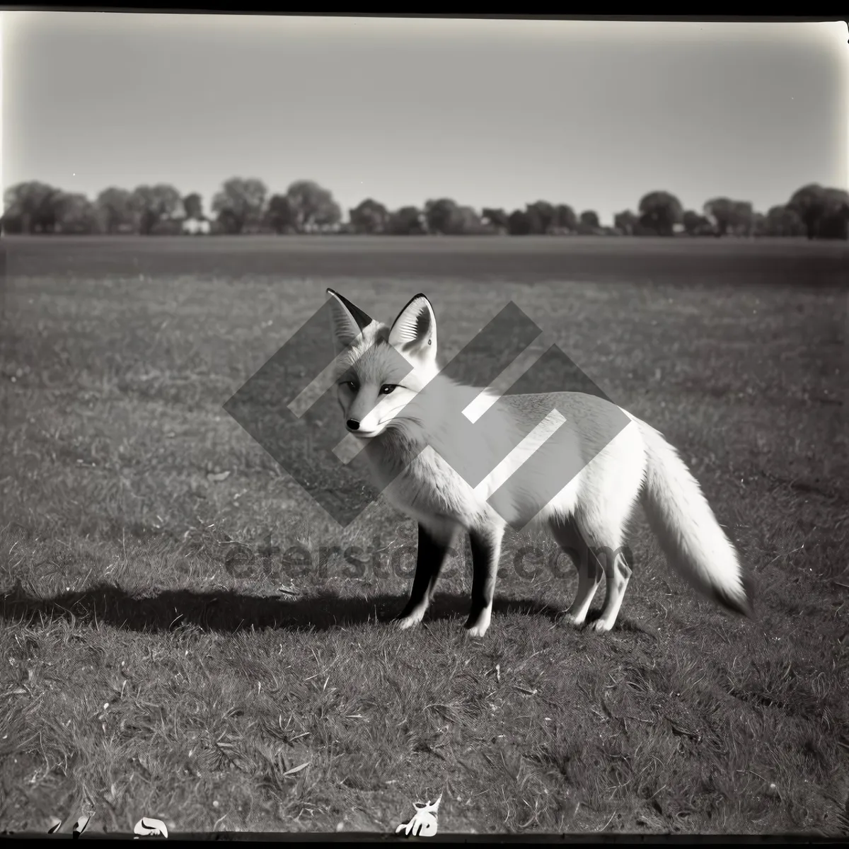 Picture of Furry Lambkin Hopping Playfully on Grass