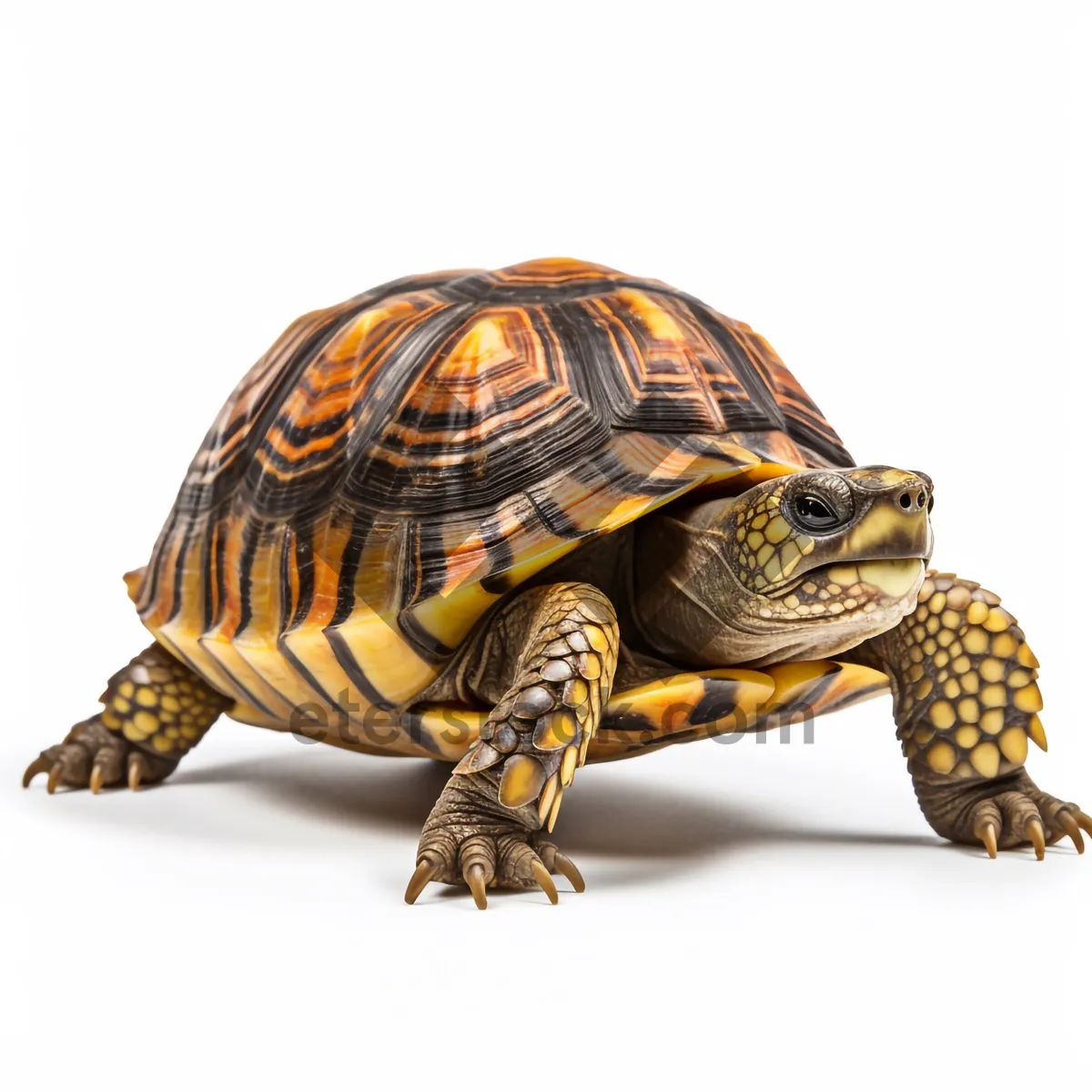 Picture of Slow-moving box turtle in protective shell - Wildlife Reptile Icon