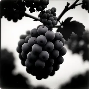 Vibrant Harvest: Ripe, Juicy Grapes in a Vineyard