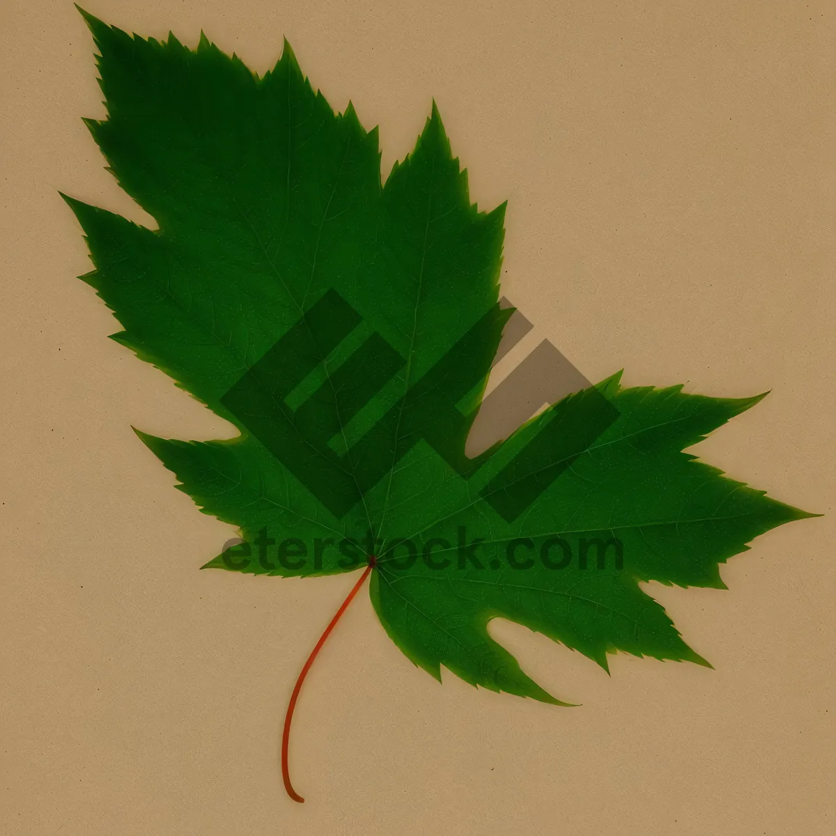 Picture of Vibrant Summer Maple Leaf Foliage