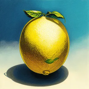 Fresh and Sweet Citrus Fruits for a Healthy Diet