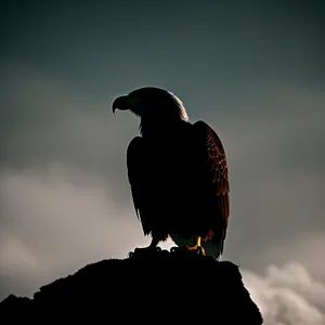Wildlife predator soaring with powerful black wings - Auk