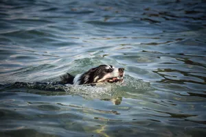 Ocean bird swimming with otter in calm sea