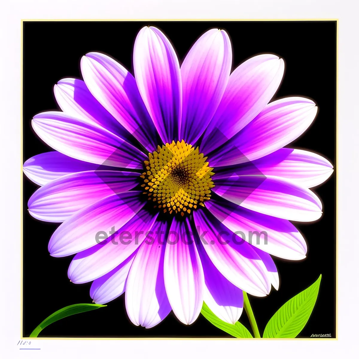 Picture of Blooming Pink Daisy - Floral Spring Blossom