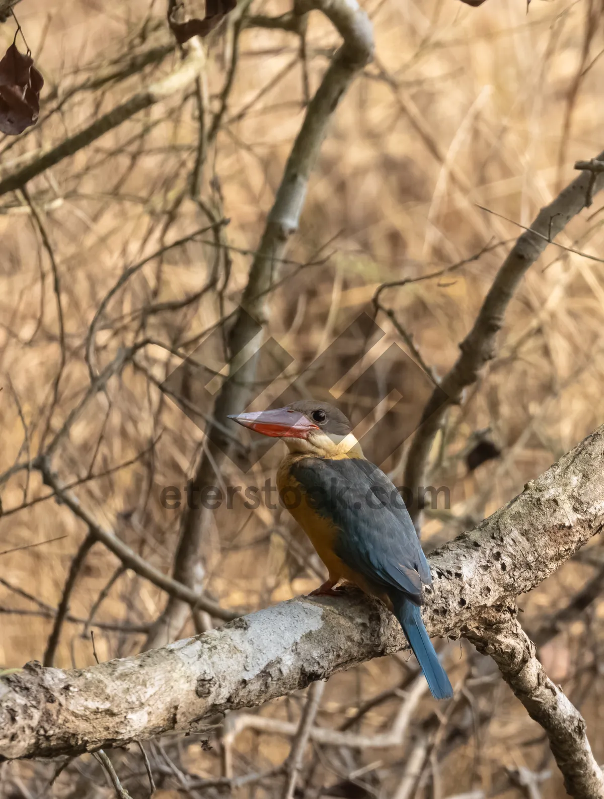 Picture of Tropical Avian Woodpecker in Jungle Habitat With Branches