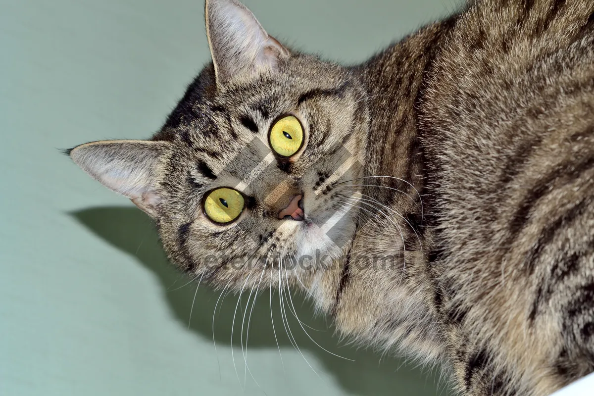 Picture of Gray tabby cat with curious eyes and fluffy fur