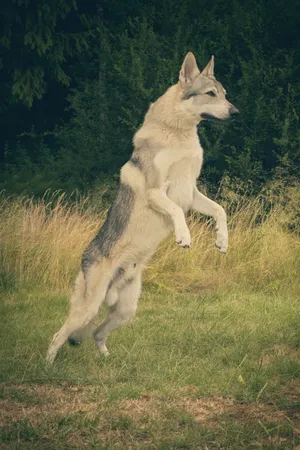 Cute white wolf sled dog in grass