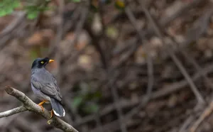 Blackbird in the Wild with Feathers