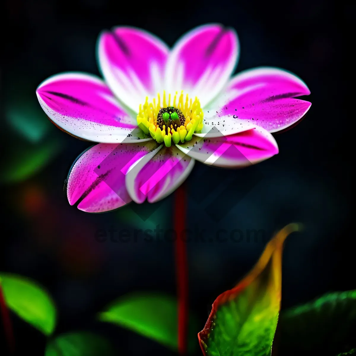 Picture of Vibrant Pink Daisy Blossom in Spring Garden