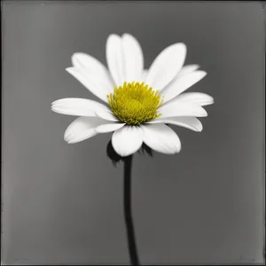 Vibrant Blooming Chamomile in Fresh Meadow