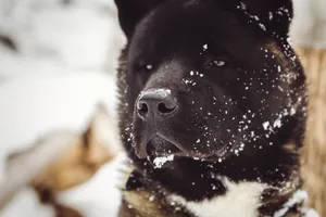 Black Shepherd Puppy Dog Portrait