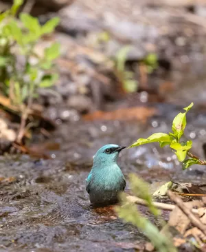 Avian warbler with beak and colorful feathers gaze.