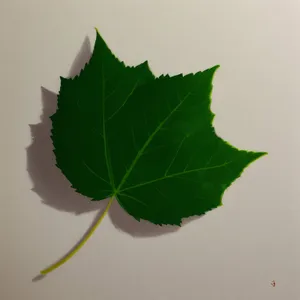 Fresh foliage of a vibrant fig tree