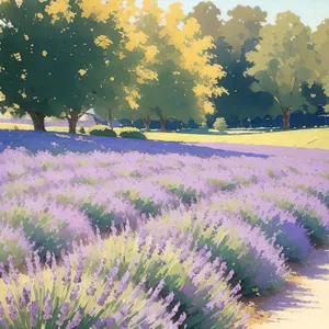 Picturesque Lavender Meadow Graced with Vibrant Purple Flowers