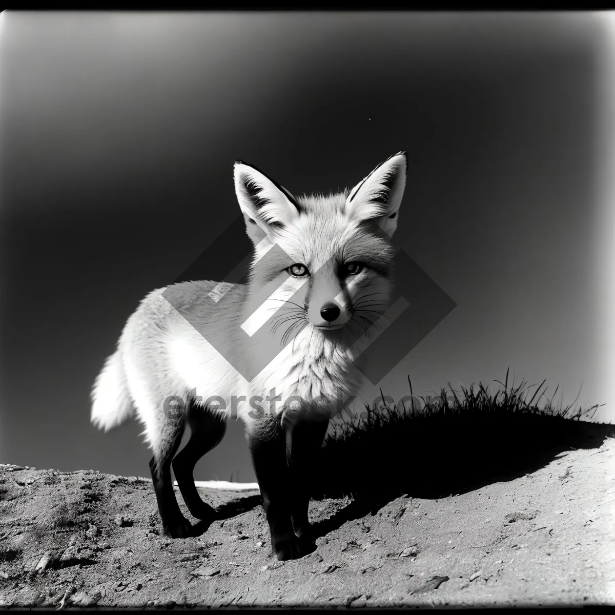 Picture of Adorable Kit Fox Kitten with Whiskers