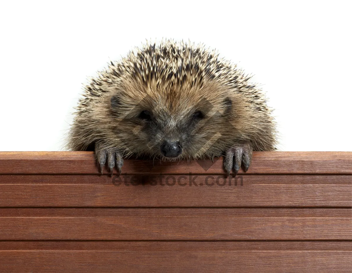 Picture of Spiny Mammal in Autumn Studio Setting