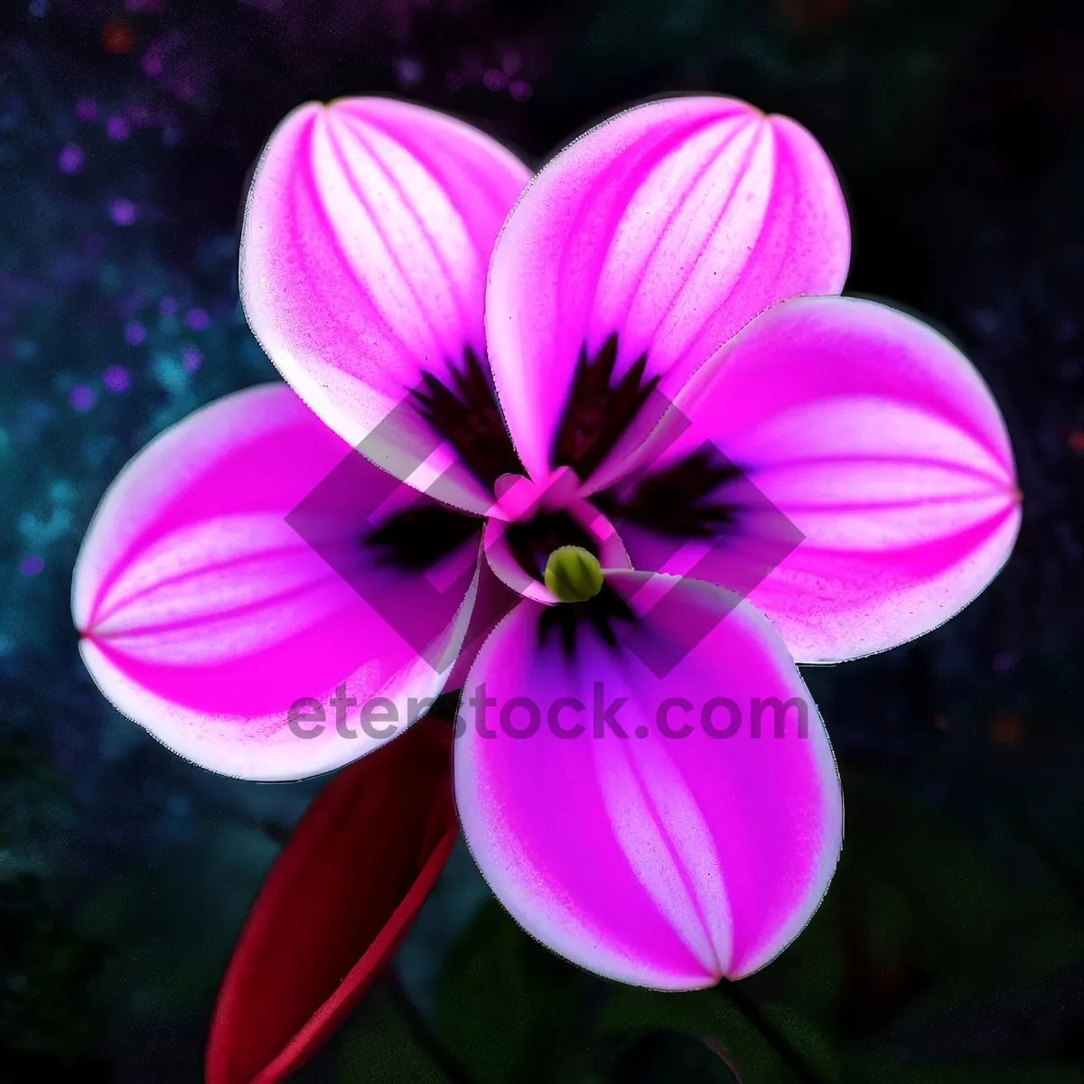 Picture of Vibrant Violet Wood Sorrel Blooming in Spring