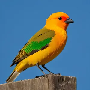 Vibrant Parrot in Tropical Habitat: Feathered Beauty