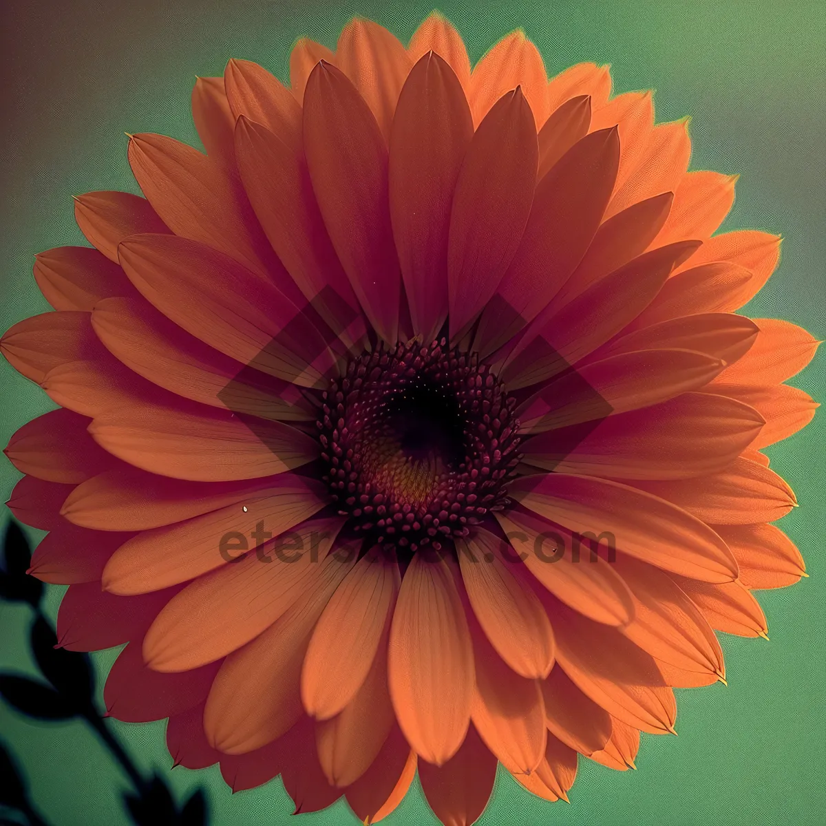Picture of Vibrant Sunflower Blossom in Full Bloom