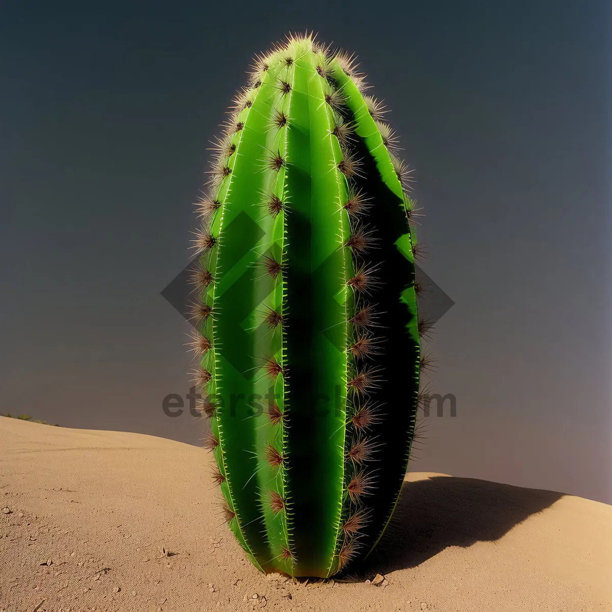 Picture of Closeup View of Aloe Leaf: Cactus Plant Botany