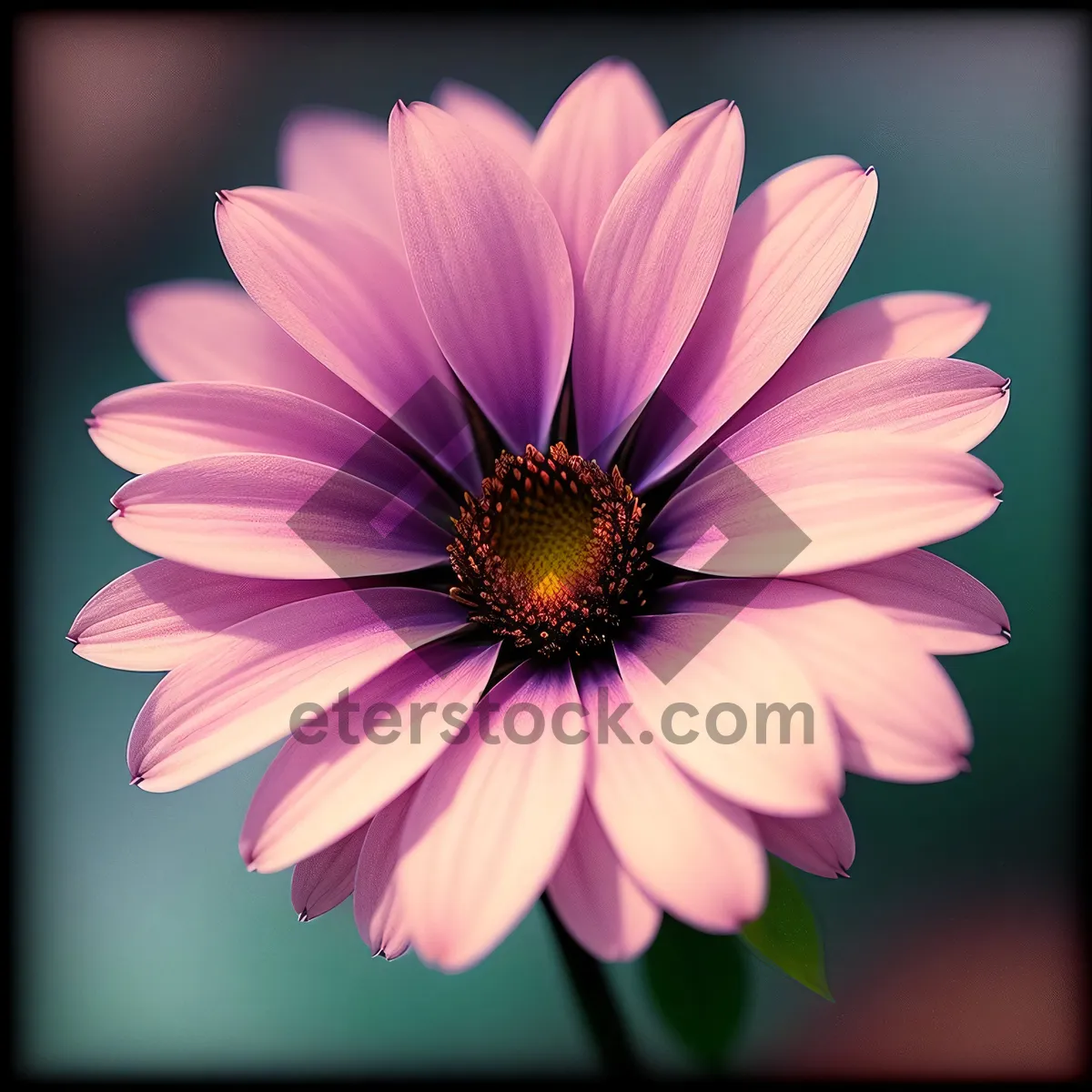Picture of Vibrant Spring Daisy Blossom in Full Bloom