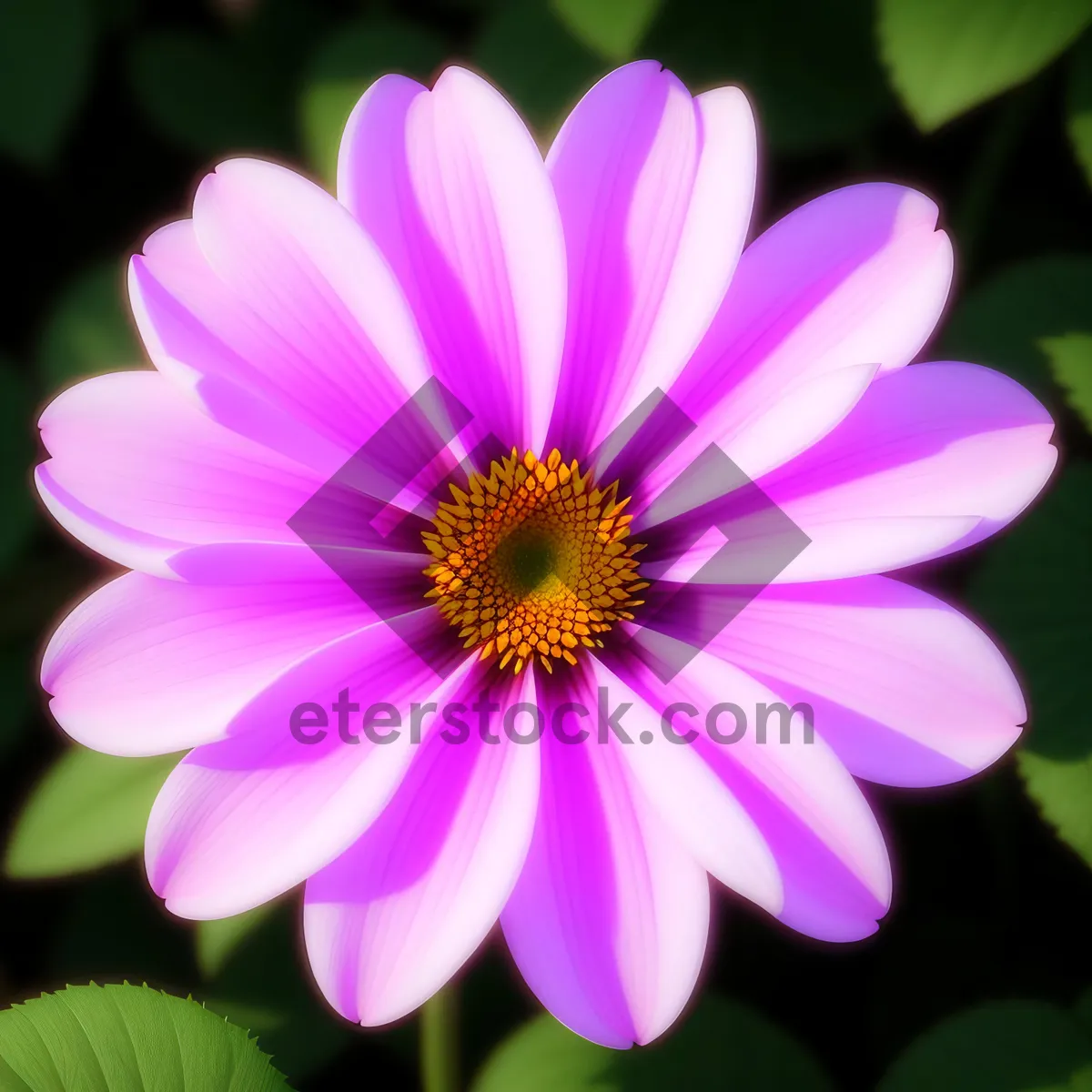 Picture of Vibrant Pink Daisy Blossom in Summer Garden