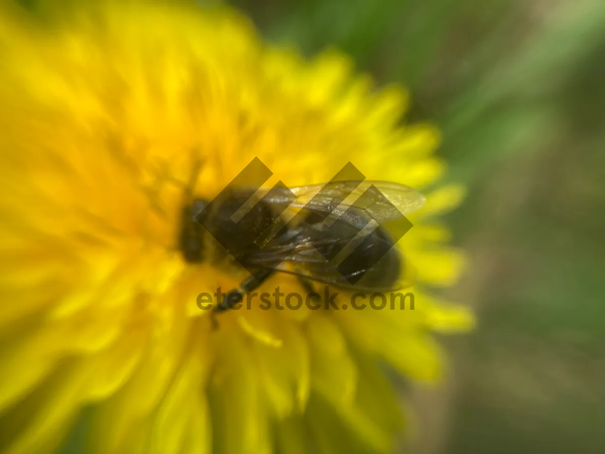 Picture of A bee collects pollen on a flower