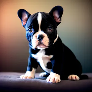 Adorable Bulldog Terrier: Purebred, Cute Studio Portrait