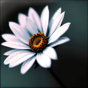 Bright Yellow Daisy Petals in a Meadow