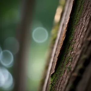 Dew-Drenched Spider Web Glistening in Morning Rain