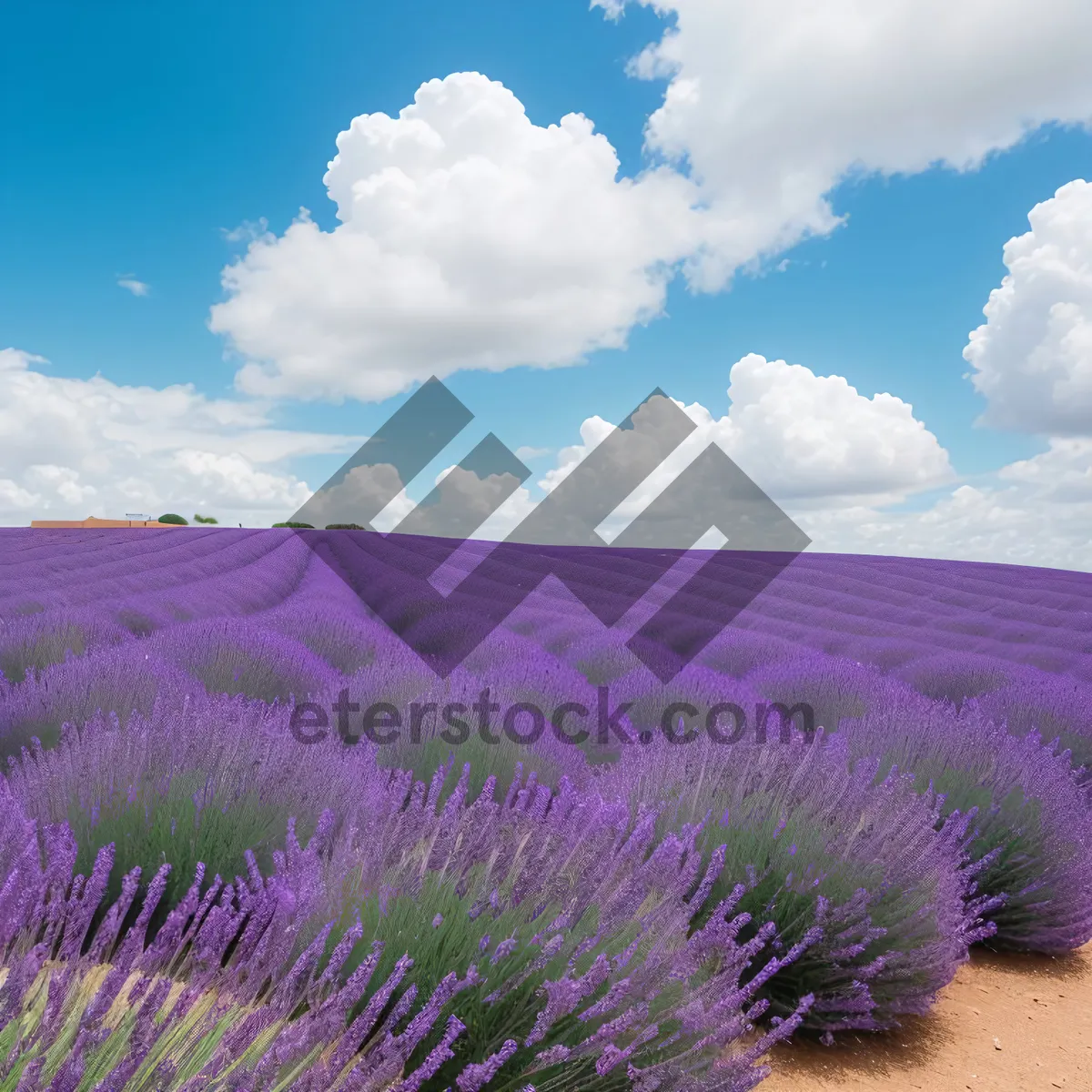 Picture of Serene Lavender Shrub in Picturesque Countryside Field