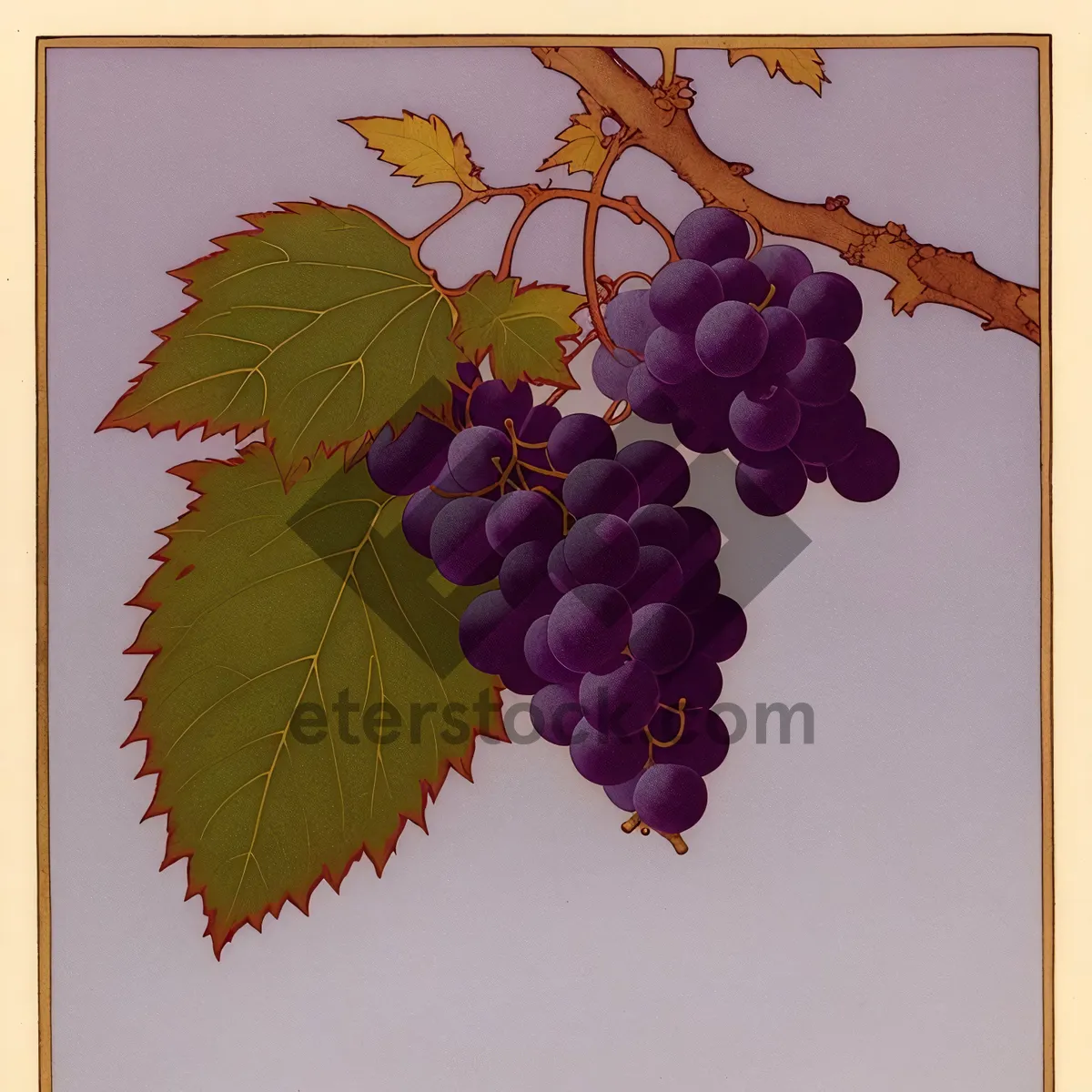 Picture of Juicy Purple Grapes on Vine - Fresh and Organic