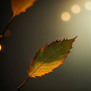 Maple Lacewing - Autumnal Arthropod with Bright Yellow Leaves