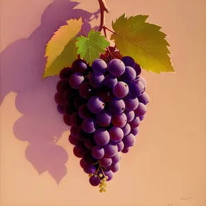 Grape Harvest in a Vineyard