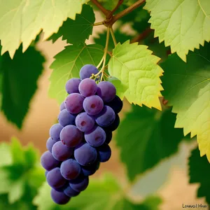 Organic ripe grape vineyard harvest closeup view