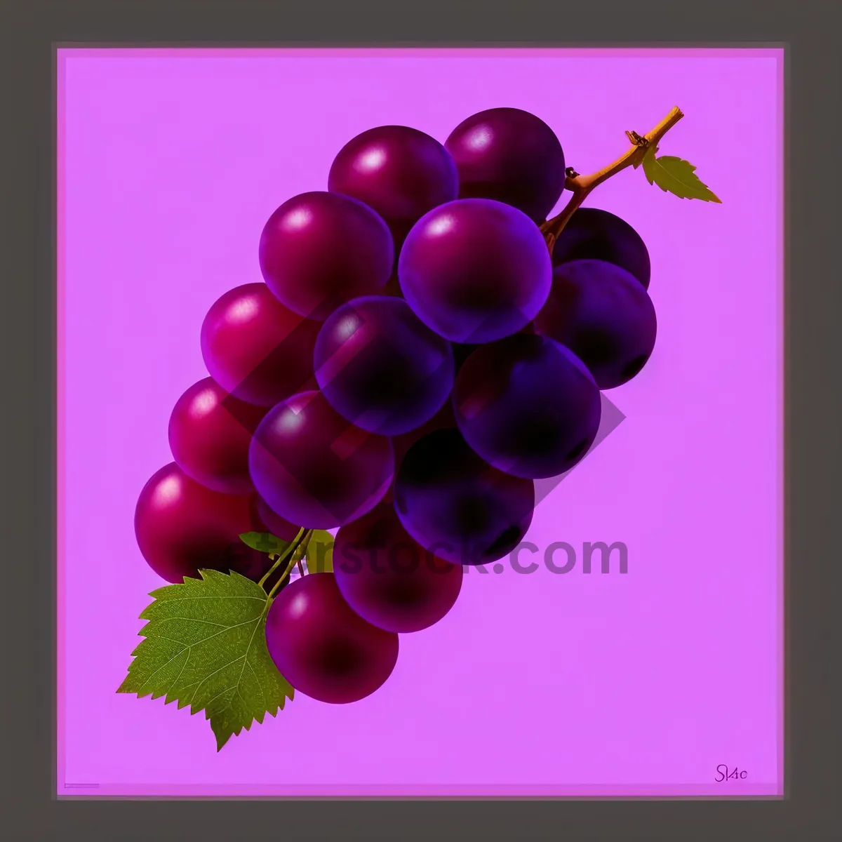 Picture of Autumn Harvest: Sweet Grape Cluster from Vineyard