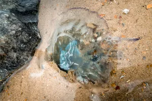 Ocean Sand Texture with Horseshoe Crab and Sea Squirt