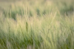 Golden Wheat Field Under Sunny Sky