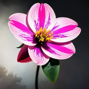 Pink Crocus Petal in Bloom