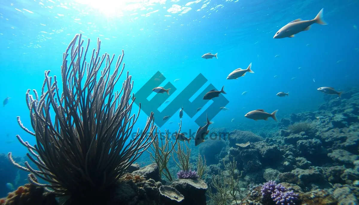 Picture of Colorful Marine Life in Exotic Coral Reef Environment