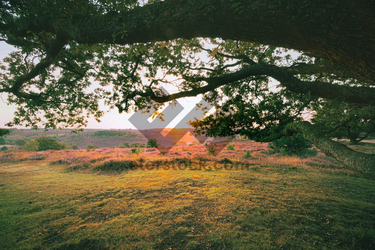 Picture of Autumn Park Sky Landscape Trees Scenic Meadow Grass Scene