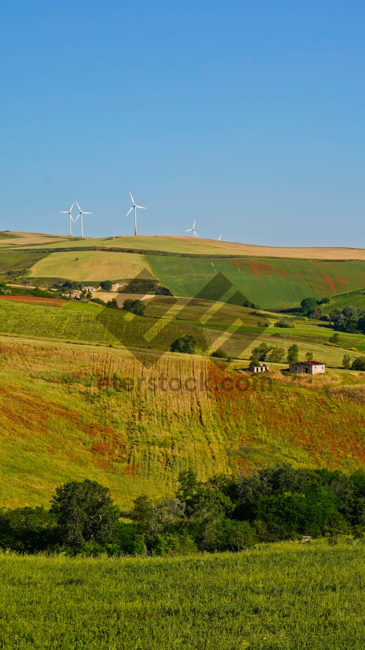 Picture of Sunny Rural Landscape with Rolling Hills and Blue Sky