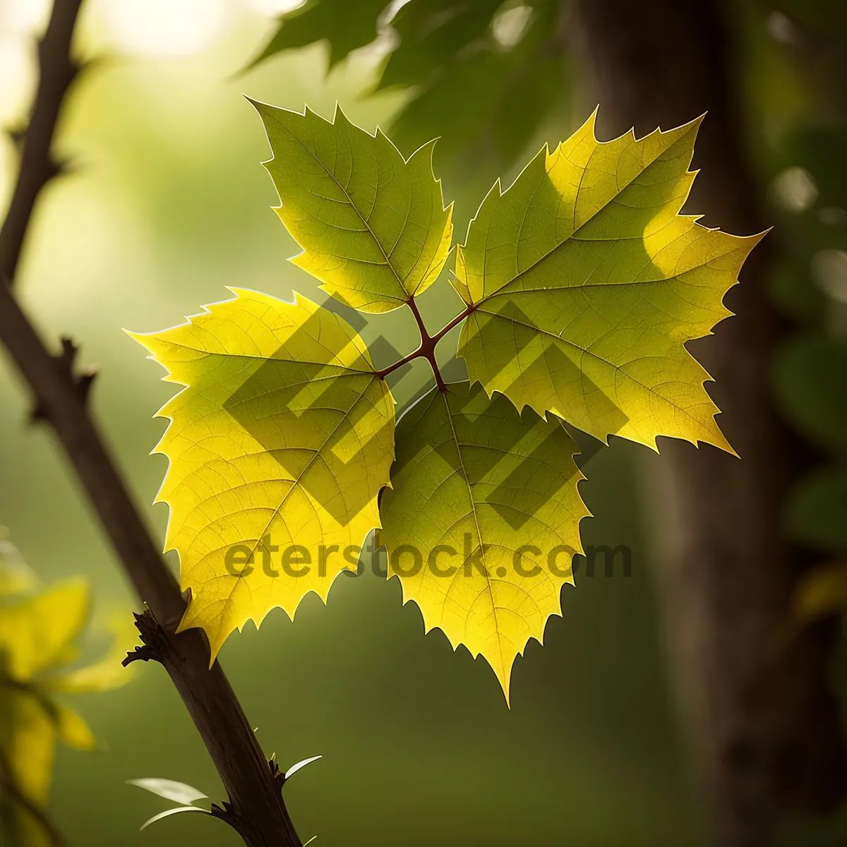 Picture of Vibrant Autumn Foliage in Sunlit Forest