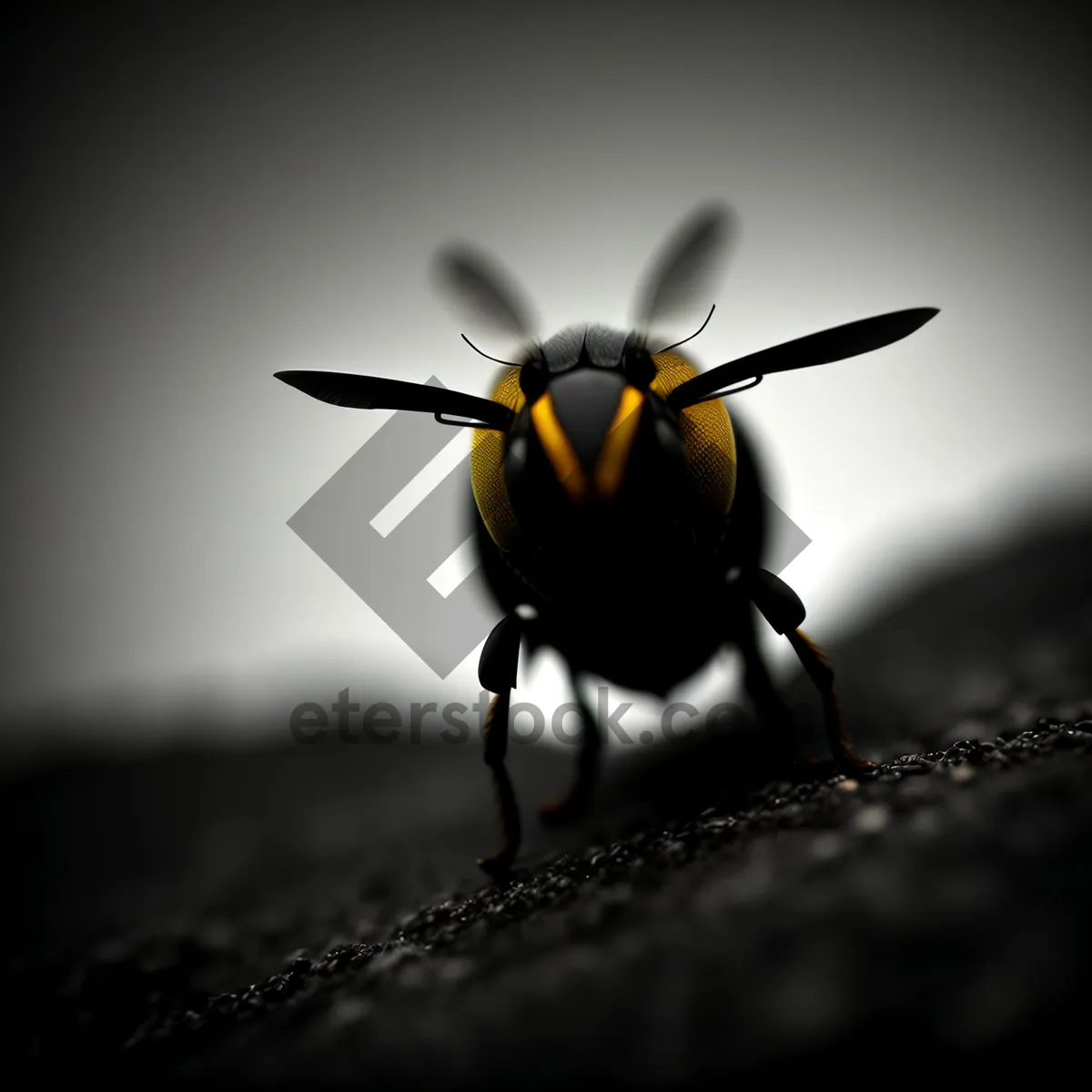 Picture of Colorful Insect on Yellow Flower