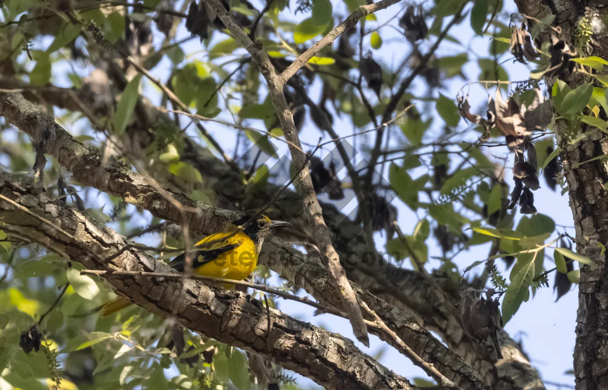 Picture of Vibrant Golden Finch Perched on Tree Branch