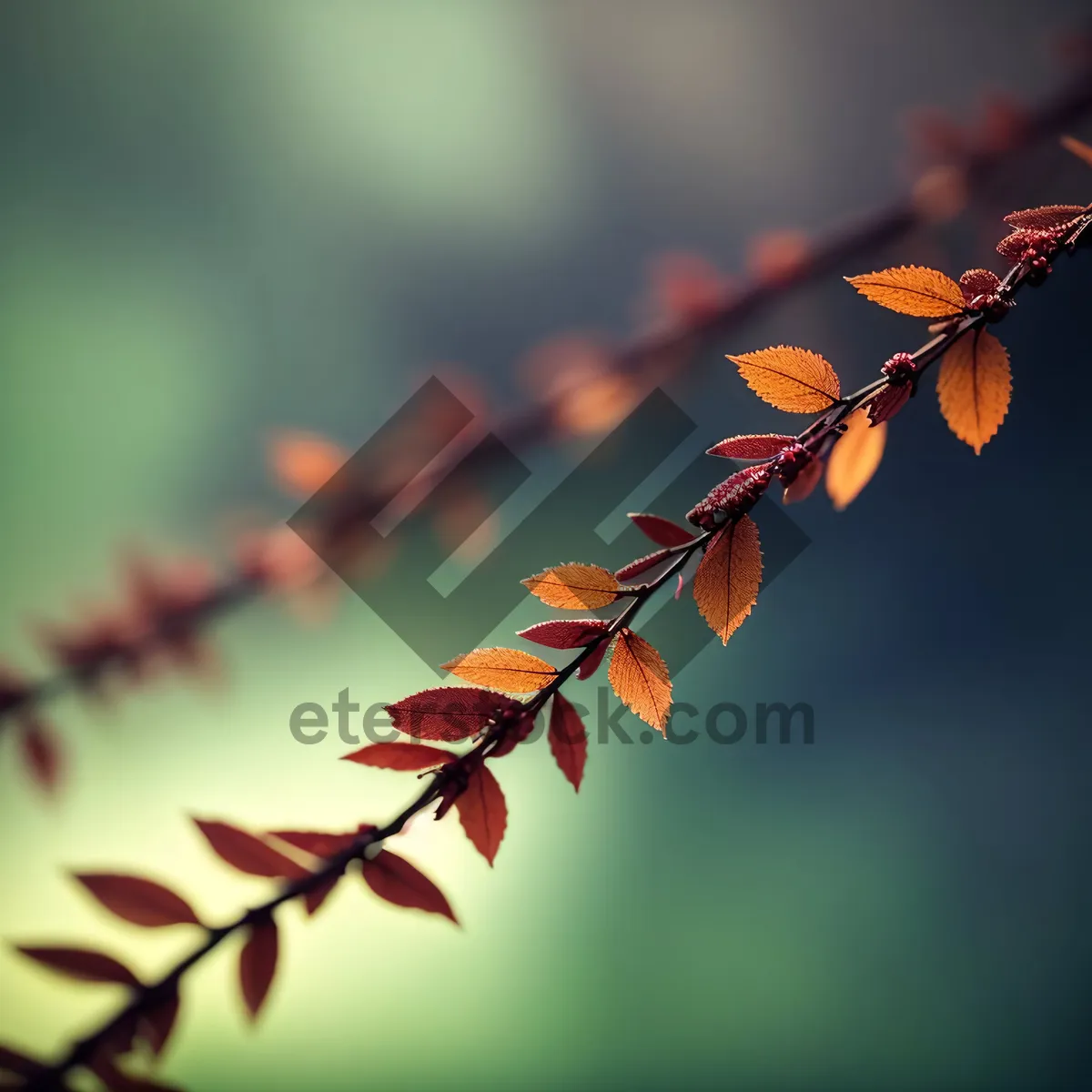 Picture of Seasonal Blossom: Barberry Shrub With Vibrant Flowers