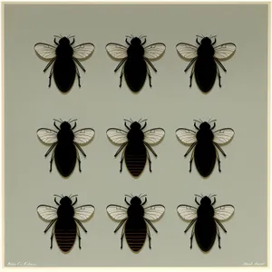 Black Ant: Tiny Arthropod Insect